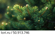evergreen pine tree leaves ai generated. Стоковое AI-изображение, AI-художник Vectorwin / Фотобанк Лори