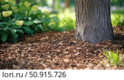 compost mulch around tree ai generated. Стоковое AI-изображение, AI-художник Vectorwin / Фотобанк Лори