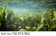 kelp ocean plants ai generated. Стоковое AI-изображение, AI-художник Vectorwin / Фотобанк Лори