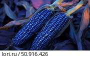 organic blue corn ai generated. Стоковое AI-изображение, AI-художник Vectorwin / Фотобанк Лори