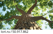 redwood tall tree ai generated. Стоковое AI-изображение, AI-художник Vectorwin / Фотобанк Лори