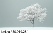 aspen white tree ai generated. Стоковое AI-изображение, AI-художник Vectorwin / Фотобанк Лори