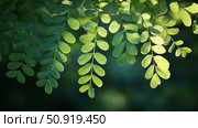 tannins acacia leaves ai generated. Стоковое AI-изображение, AI-художник Vectorwin / Фотобанк Лори