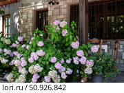 Flowering hydrangea (Hydrangea macrophylla) close-up. Стоковое фото, фотограф Татьяна Ляпи / Фотобанк Лори