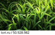 pasture grass green ai generated. Стоковое AI-изображение, AI-художник Vectorwin / Фотобанк Лори
