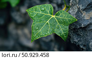 green ivy leaf ai generated. Стоковое AI-изображение, AI-художник Vectorwin / Фотобанк Лори