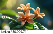 robusta coffee flower ai generated. Стоковое AI-изображение, AI-художник Vectorwin / Фотобанк Лори