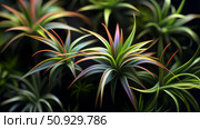 bromeliad air plants ai generated. Стоковое AI-изображение, AI-художник Vectorwin / Фотобанк Лори