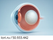 Detailed Anatomical Illustration of the Human Eye with Labeled Components and Structure Displaying the Cornea, Lens, Retina, and Vitreous Humor. Стоковое AI-изображение, AI-художник Башкирова Анна / Фотобанк Лори