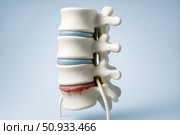 Anatomical Representation of Human Spinal Structure Highlighting Intervertebral Discs and Vertebrae for Educational and Medical Purposes. Стоковое AI-изображение, AI-художник Башкирова Анна / Фотобанк Лори