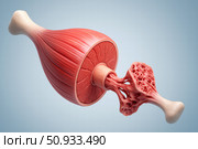 Anatomically Detailed Representation of Muscle Tissue Interconnected with Bone Structure Showing Textural Differences and Biological Functionality. Стоковое AI-изображение, AI-художник Башкирова Анна / Фотобанк Лори