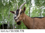 Portrait of a pretty, eating red Cameroonian goat with white and dark. Стоковое фото, фотограф Анищенко Геннадий / Фотобанк Лори