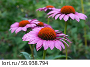 Purple bud of oriental coneflower flowers on natural background with bokeh effect. Echinacea is a perennial flowering plant of the Asteraceae family, native to the eastern regions of North America. Стоковое фото, фотограф Анищенко Геннадий / Фотобанк Лори