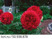 Bright red peony Carol. Ruby-colored large-flowered peony bush in the garden. Close-up. Стоковое фото, фотограф Оксана Медведева / Фотобанк Лори