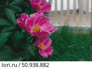 A variety of non-terry peonies. The evasive peony Paeonia anomala, the Wich peony Paeonia veitchii or the milky peony Paeonia Lactiflora. Стоковое фото, фотограф Оксана Медведева / Фотобанк Лори