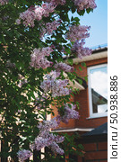 Vibrant lilac blossoms cascade outside a brick house, displaying delicate clusters of flowers. The peaceful backdrop of the area enhances the scene. Стоковое фото, фотограф Оксана Медведева / Фотобанк Лори