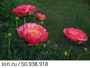 Coral Sunset salmon peony glowing at sunset, layered petals, soft evening tones, macro photography, botanical photo. Copy space. Стоковое фото, фотограф Оксана Медведева / Фотобанк Лори