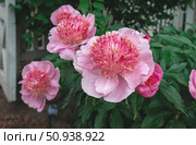 Colorful springtime flowers. Peony variety Pearl scattering, modern varieties of perennial peonies. Urban landscaping with perennial flowers. Стоковое фото, фотограф Оксана Медведева / Фотобанк Лори