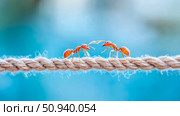 Ant Interaction: Two small orange ants meet on a thick strand of rope against a vibrant blue gradient. Стоковое AI-изображение, AI-художник Данила Большаков / Фотобанк Лори