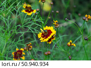 Кореопсис красильный (Coreopsis tinctoria, космея) и насекомое. Стоковое фото, фотограф Лариса Веселова / Фотобанк Лори