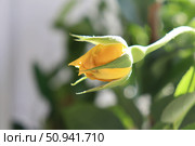 Розочка. Стоковое фото, фотограф Юлия  Гончарова / Фотобанк Лори