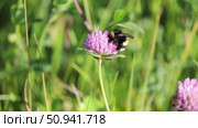 Trifolium pratense. Цветы красного клевера и шмель крупным планом на цветке. Стоковое видео, видеограф Григорий Писоцкий / Фотобанк Лори