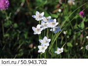 Parnassia palustris. Белозор болотный во время цветения, Ямало-Ненецкий автономный округ. Стоковое фото, фотограф Григорий Писоцкий / Фотобанк Лори