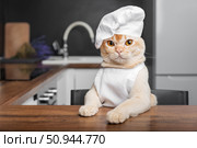 Burmese cat chef awaits a treat in the kitchen. Стоковое фото, фотограф Светлана Султанаева / Фотобанк Лори