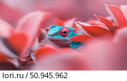 A vibrant blue chameleon with striking red eyes peering through delicate pink foliage. Стоковое AI-изображение, AI-художник Данила Большаков / Фотобанк Лори