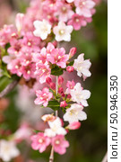 Pink delicate flowers of the Weigel shrub. Стоковое фото, фотограф Наталья Угрюмова / Фотобанк Лори