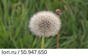 Dandelion on green grass background. Стоковое видео, видеограф Назар Дармодехин / Фотобанк Лори