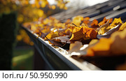 maintenance leaves on gutter ai generated. Стоковое AI-изображение, AI-художник Vectorwin / Фотобанк Лори