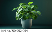benefits money plant ai generated. Стоковое AI-изображение, AI-художник Vectorwin / Фотобанк Лори