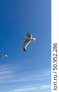 Baikal Lake. Vertical video of seagulls flying over Small Sea Strait, spreading their wings, against the blue sky on a sunny summer day. Free birds in their habitat. Natural sky background. Стоковое видео, видеограф Виктория Катьянова / Фотобанк Лори