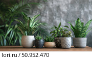fern plants on table ai generated. Стоковое AI-изображение, AI-художник Vectorwin / Фотобанк Лори