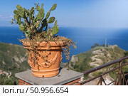 A cactus in a decorative terracotta pot sits on a stone railing, overlooking a scenic landscape. Стоковое фото, фотограф Виктор Ветошкин / Фотобанк Лори