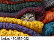 Tabby cat hiding under warm blanket at home. Cute pet. Hide and seek. Furry cat nestling between soft knitted sweaters, relaxing in comfortable hiding spot. Feline muzzle peeks out from under blanket. Стоковое AI-изображение, AI-художник Марина Демидюк / Фотобанк Лори