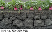 Cultivated Beetroots Thriving in Rich Soil: An Educational Cross-Section of Garden Ground, Illustrating Healthy Growth and Abundant Harvest. Стоковое AI-изображение, AI-художник Данила Большаков / Фотобанк Лори