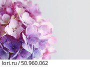Hydrangea blooming. Purple pink heads of hydrangea flower petals. Beautiful Landscaping trend. Shrubbery blooms. Closeup hydrangea flowers. Space for text. Abstract minimal design. Soft shadow. Card. Стоковое AI-изображение, AI-художник Марина Демидюк / Фотобанк Лори