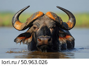 Portrait of an African buffalo emerging from the water, with drops running down its muzzle and horns. The powerful curved horns are covered in a layer of mud, highlighting the strength and sternness of this wild animal. The photograph conveys the tension of the moment and the look in the eyes, full of strength and alertness. Ideal for wildlife, safari, African fauna and documentary photography. Стоковое AI-изображение, AI-художник Анна Кривицкая / Фотобанк Лори