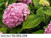 Bumblebee Pollinating Pink Hydrangea in Garden. Стоковое фото, фотограф Ольга Губская / Фотобанк Лори