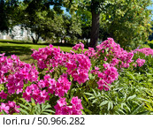 Perennial herbaceous plant phlox paniculate pink bud color. Стоковое фото, фотограф Соболева Наталия / Фотобанк Лори