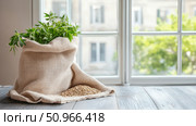 Fresh green hemp plants in a natural burlap sack with raw seeds, placed on a rustic table by a bright window, representing organic cultivation and natural wellness. Стоковое AI-изображение, AI-художник Данила Большаков / Фотобанк Лори