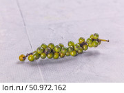 Ripe green pepper corn branch. Стоковое фото, фотограф Андрей Старостин / Фотобанк Лори