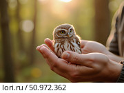 Baby owl sitting in human's hands, concept of animal protection and conservation. Стоковое AI-изображение, AI-художник lyudmila Soloveva / Фотобанк Лори