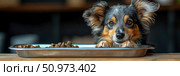 Adorable tri-color dog with expressive brown eyes and fluffy ears peeking over a silver food bowl filled with dry kibble, eagerly awaiting its meal. Стоковое AI-изображение, AI-художник Данила Большаков / Фотобанк Лори