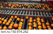 Ripe tangerines on a fruit sorting production line. Стоковое видео, видеограф Яков Филимонов / Фотобанк Лори