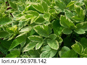 Окультуренная многолетняя трава, сныть пестролистная (Аegopodium podagraria Variegata) применяется в ландшафтном дизайне сада. Стоковое фото, фотограф Андрей Цыганков / Фотобанк Лори