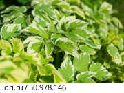 Окультуренная многолетняя трава, сныть пестролистная (Аegopodium podagraria Variegata) применяется в ландшафтном дизайне сада. Стоковое фото, фотограф Андрей Цыганков / Фотобанк Лори