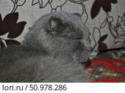 Шотландский вислоухий кот на ковре. Стоковое фото, фотограф Юрий Анатольевич Ложкин / Фотобанк Лори